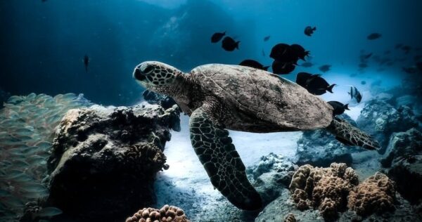 Public Snorkel Cruise