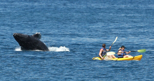 Group Kayak Whale Watch