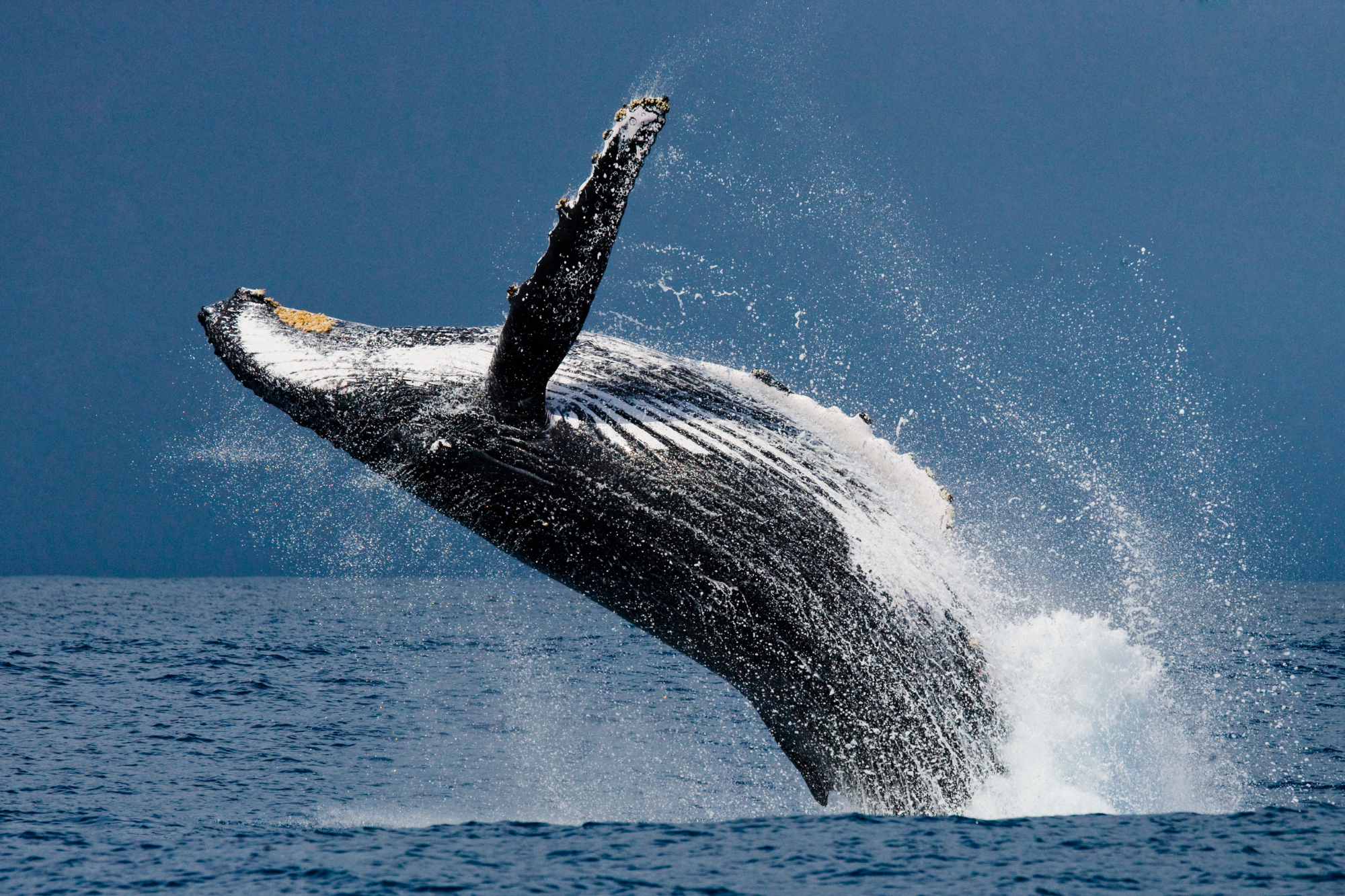 whale breaching