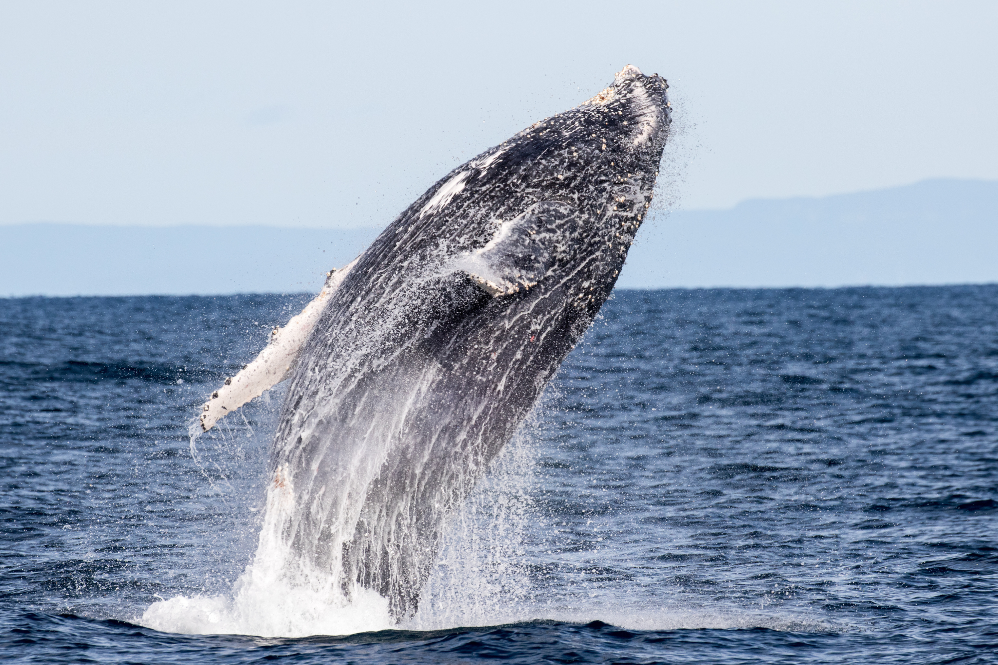 humpback whale breaching