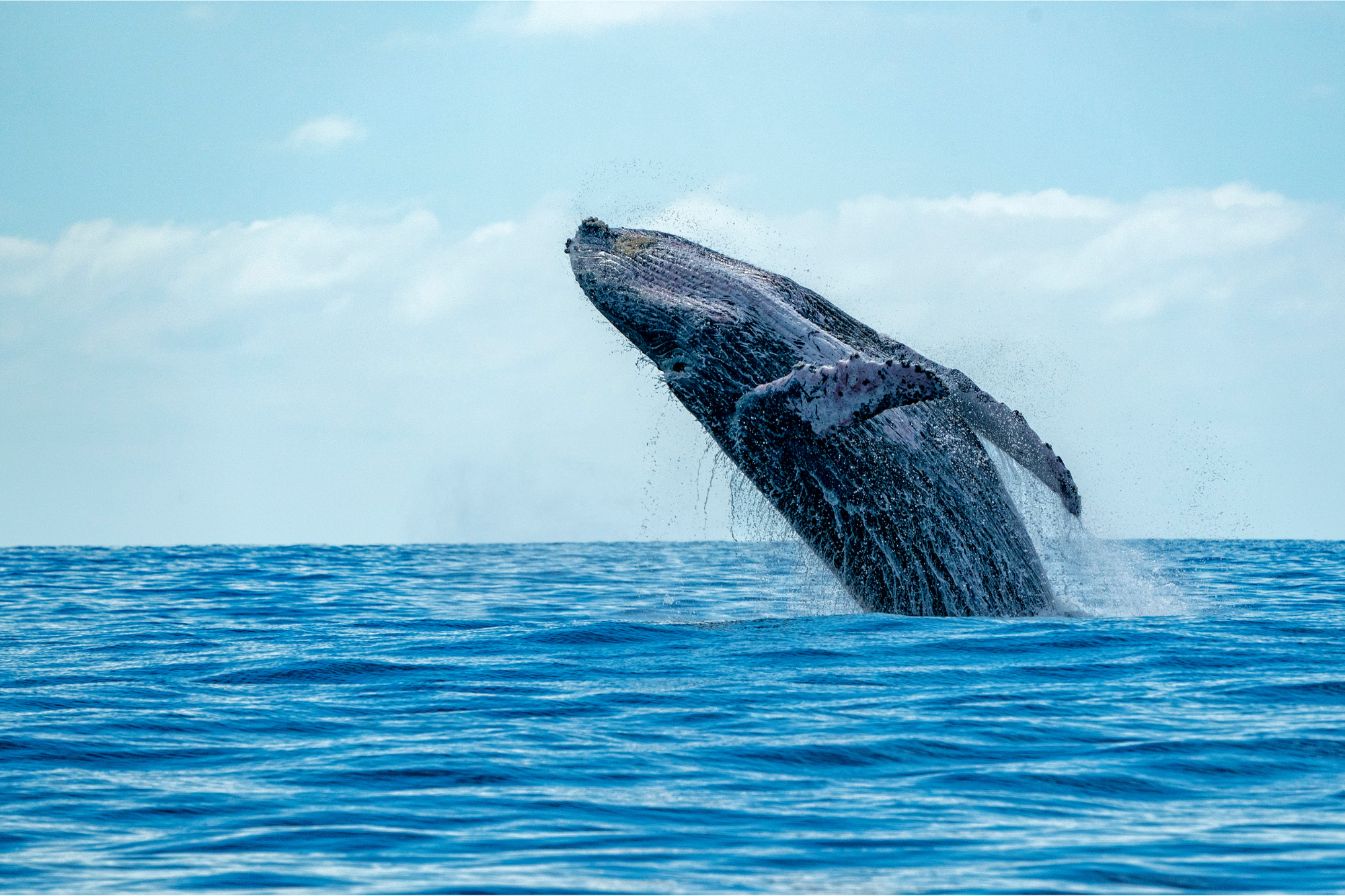 breaching humpback