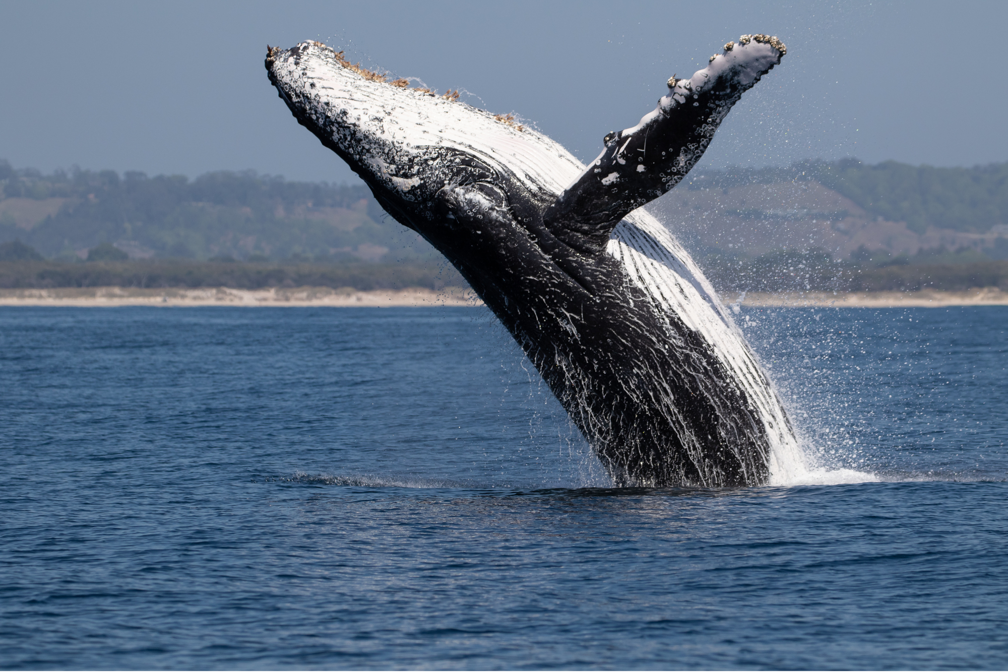 Breaching humpback whale